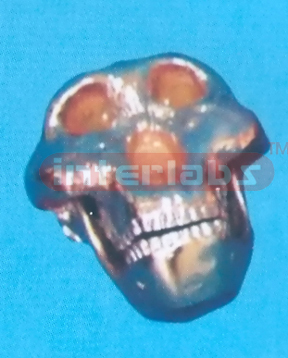 COPPERIZED OLDUVAI MAN SKULL